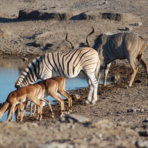 NA_AL_Etosha Nationaal Park1